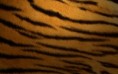 /album/pie-s-photo/apple-mac-os-x-tiger-2-jpg1/